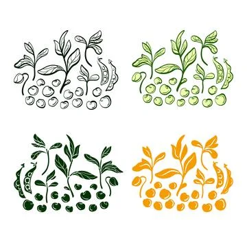 Soy bean. Vector set of plant, grain, leaf. Natural organic food. Hand drawn  Stock Illustration