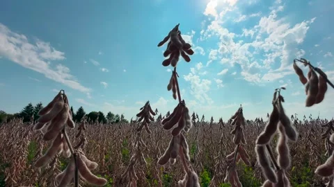 Soy Beans Field - Dry - Ready for Harvest Stock Footage 252151542
