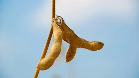 Soy beans in the field before harvesting close-up Stock Footage 79862862