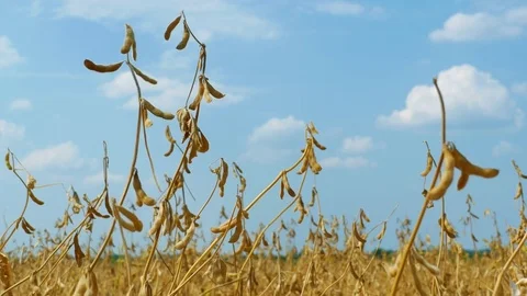 Soy beans in the field before harvesting Stock Footage