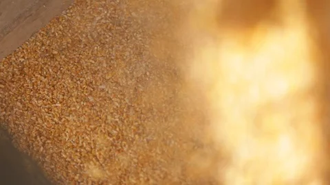 Soy beans Stock Footage 93804434