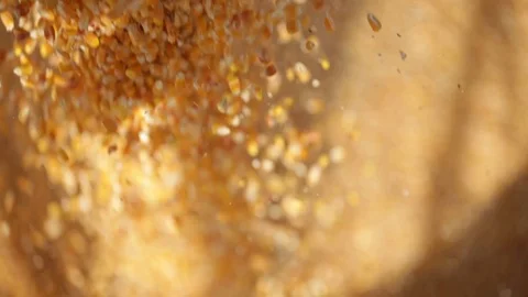 Soy beans 스톡 동영상 93804494