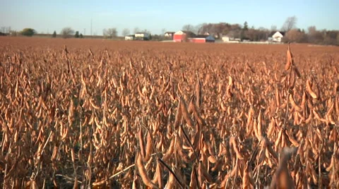 Soy Beans Harvest Stock Footage 1097496