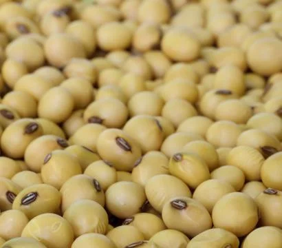 Soy beans . Stock-Fotos