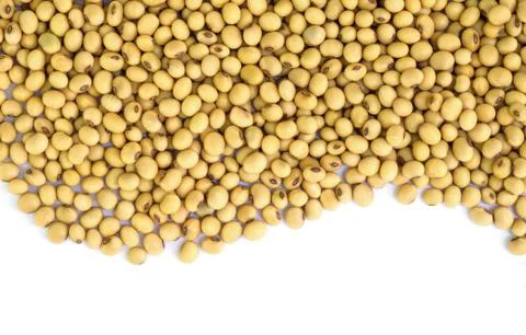 Soy beans . Stock-Fotos