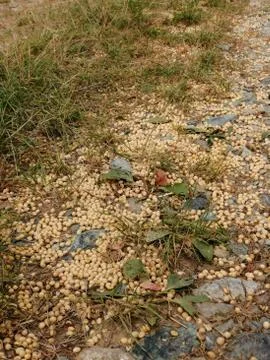 SOY-BEANS Foto stock