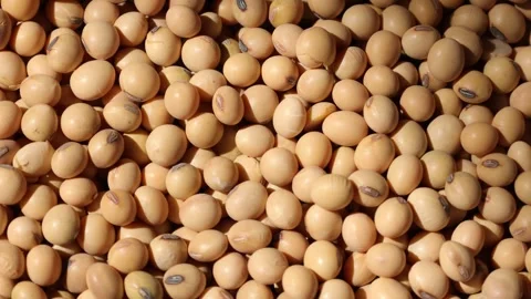 Soy beans seed, closeup of soybeans Stock-Footage 302537639
