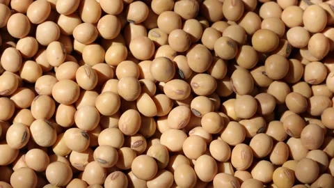 Soy beans seed, closeup of soybeans Video stock 302537665