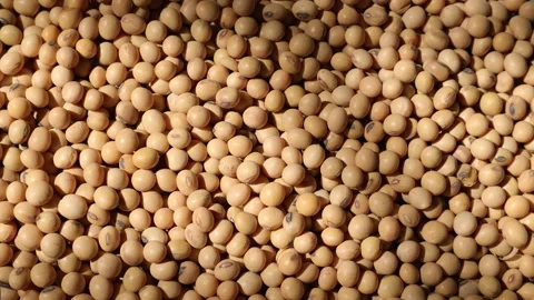 Soy beans seed, closeup of soybeans Video stock 302537667