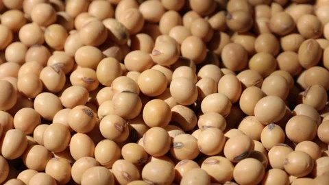 Soy beans seed, closeup of soybeans Video stock 302537704