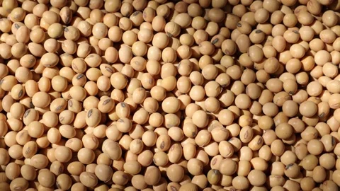 Soy beans seed, closeup of soybeans Video stock 302537724