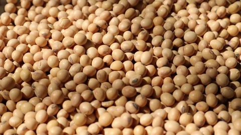 Soy beans seed, closeup of soybeans Video stock 302537748