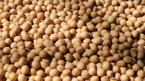 Soy beans seed, closeup of soybeans Video stock 302537758