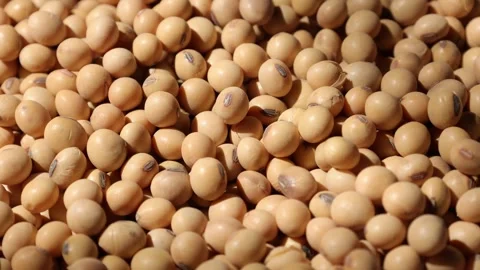 Soy beans seed, closeup of soybeans Video stock 302537772