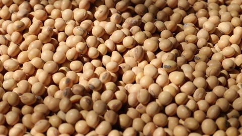 Soy beans seed, closeup of soybeans Video stock 302537823