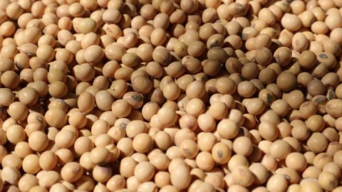 Soy beans seed, closeup of soybeans Video stock 302537835