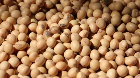 Soy beans seed, closeup of soybeans Video stock 302537841