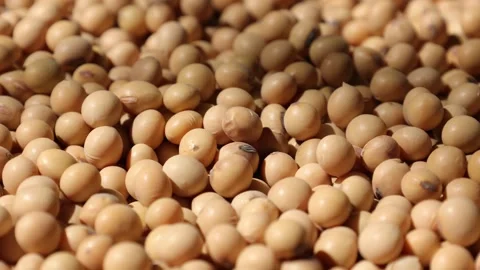Soy beans seed, closeup of soybeans Video stock 302537854
