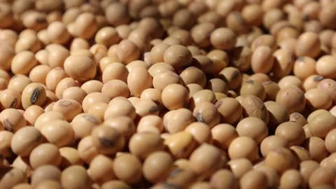 Soy beans seed, closeup of soybeans Stock Footage 302537881