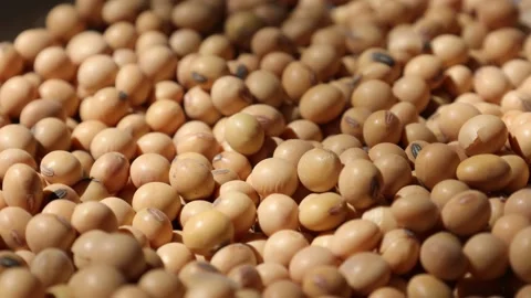 Soy beans seed, closeup of soybeans Video stock 302537888