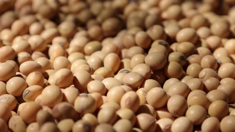 Soy beans seed, closeup of soybeans Video stock 302537903