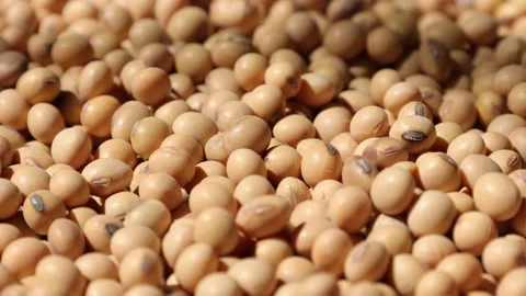 Soy beans seed, closeup of soybeans Stock Footage 302537920