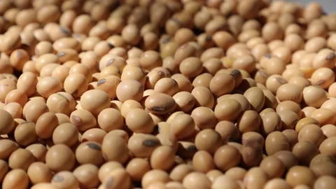 Soy beans seed, closeup of soybeans Stock Footage 302537981