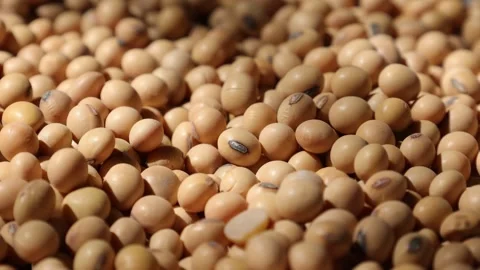 Soy beans seed, closeup of soybeans Stock Footage 302537994