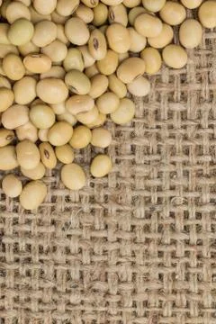 Soy beans shooting in studio Stock Photos