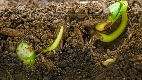 Soy Beans Sprouting Timelapse Stock Footage 125496229