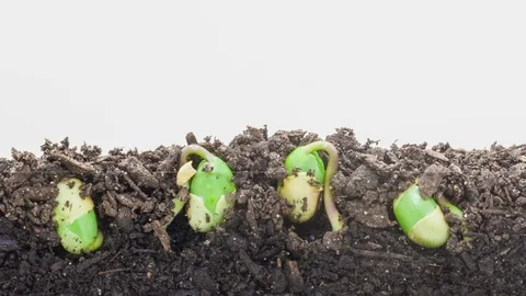 Soy Beans Sprouting Timelapse Stock Footage 125496419