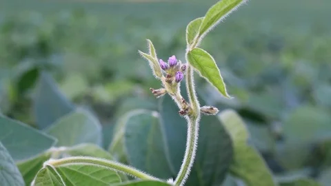 Soy blossom Stock Footage 77724375