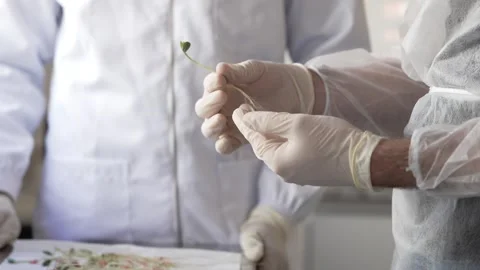 Soy crops being analyzed in laboratory Stock Footage 274595810