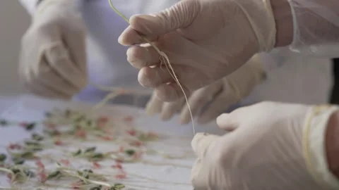 Soy crops being analyzed in laboratory Stock Footage 274595812