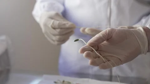 Soy crops being analyzed in laboratory Stock Footage 274595813