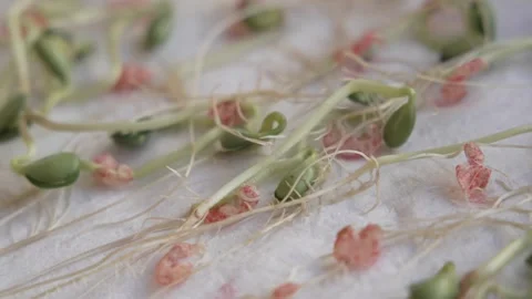 Soy crops being analyzed in laboratory Stock Footage 274596172