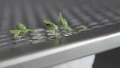 Soy crops being analyzed in laboratory Stock Footage 274596599
