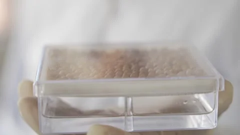 Soy crops being analyzed in laboratory Stock Footage 274596740