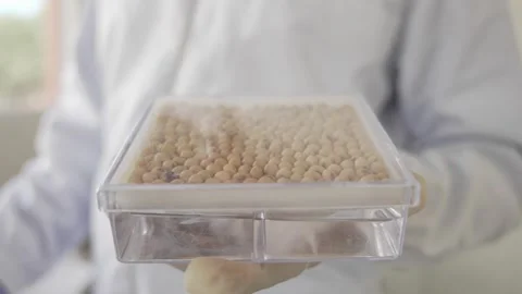 Soy crops being analyzed in laboratory Stock Footage 274596919