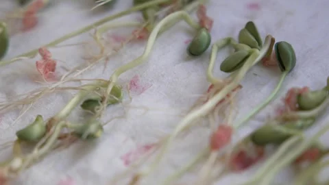Soy crops being analyzed in laboratory Stock Footage 274596970
