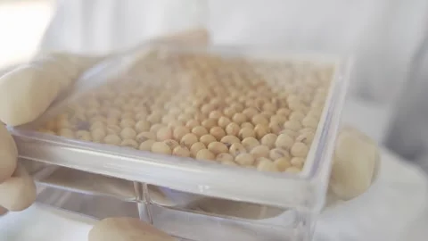 Soy crops being analyzed in laboratory Stock Footage 274597275