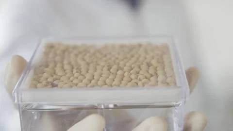 Soy crops being analyzed in laboratory Stock Footage 274597521