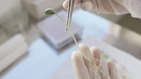 Soy crops being analyzed in laboratory Stock Footage 274597525