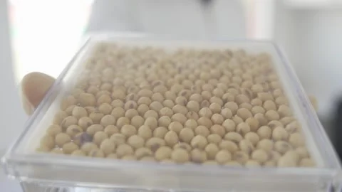 Soy crops being analyzed in laboratory Stock Footage 274597609