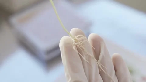 Soy crops being analyzed in laboratory Stock Footage 274598363