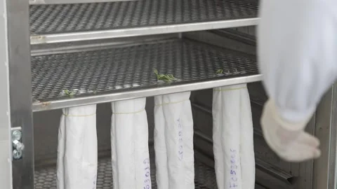 Soy crops being analyzed in laboratory Stock Footage 274598510