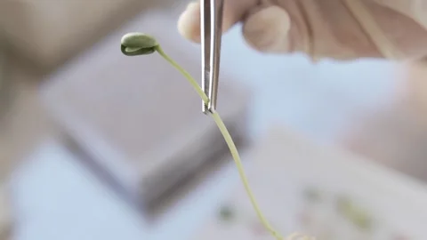 Soy crops being analyzed in laboratory Stock Footage 274598581