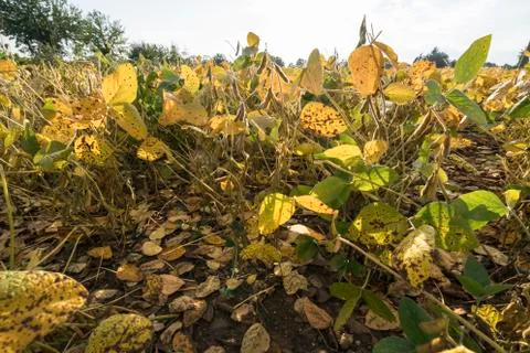  soy cultivation Stock Photos