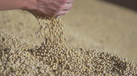 Soy in farmer hand Stock Footage