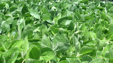 Soy field Stock Footage 77724368